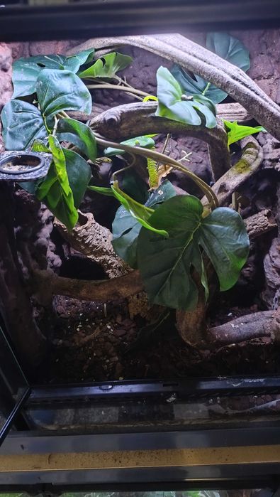 Terrarium 45x45x60