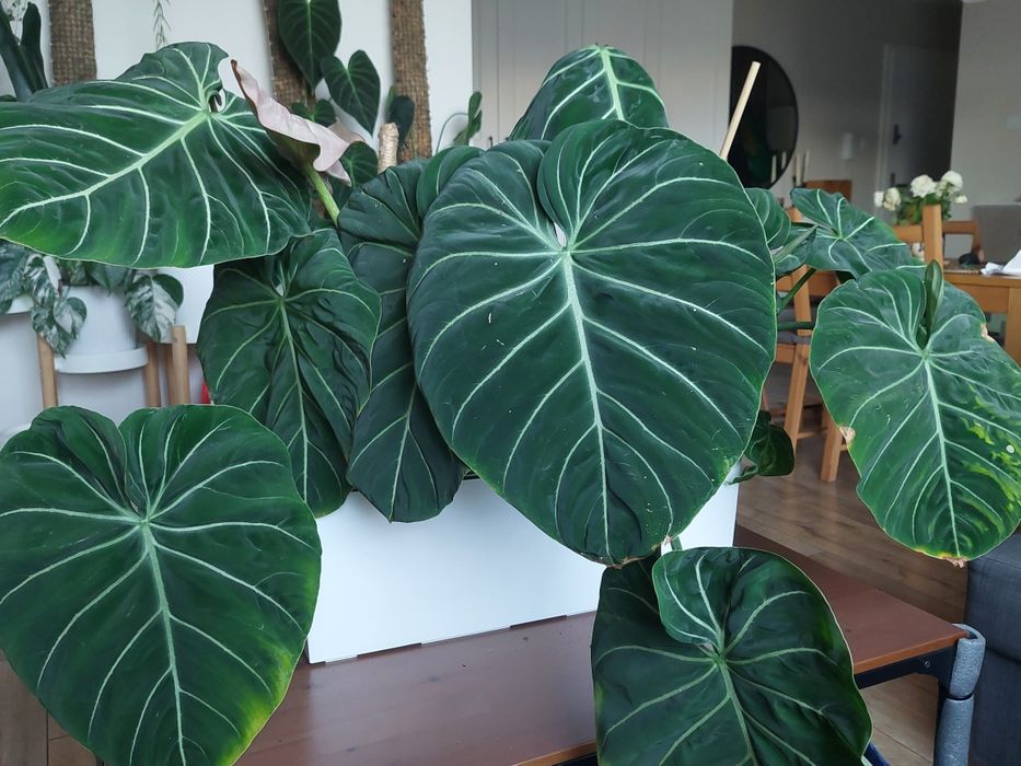 Philodendron gloriosum round form