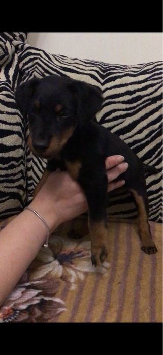 Продам щенков ягдтерьера