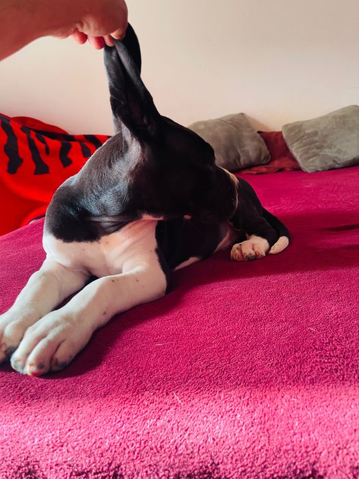 dog alemão macho