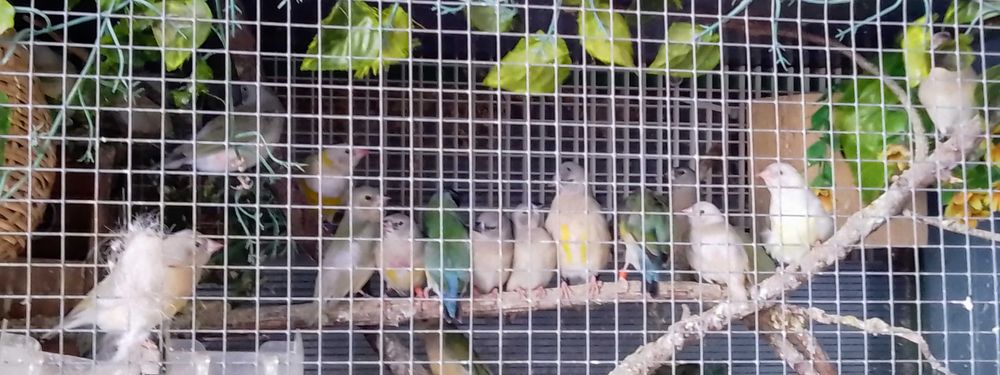 Aves diamante gould portadores... Bengalins exóticos