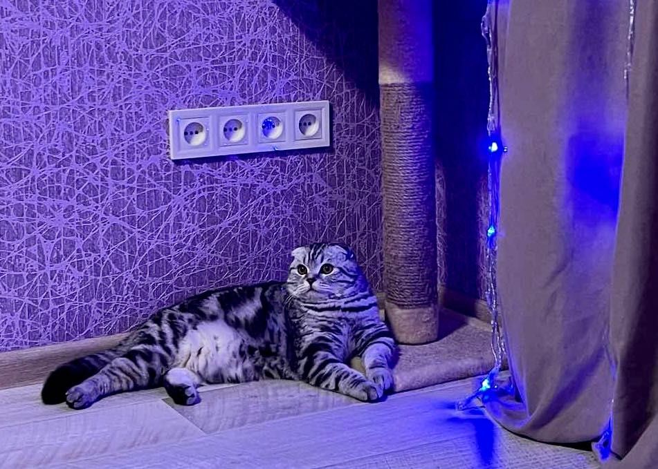 Кот вязка шотландский вислоухий