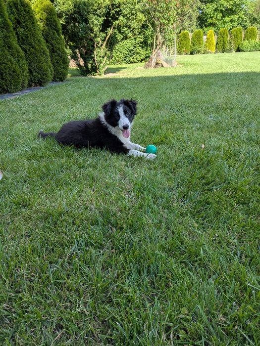 Piesek Border Collie