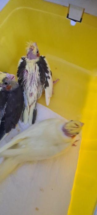 Papużki nimfy młode