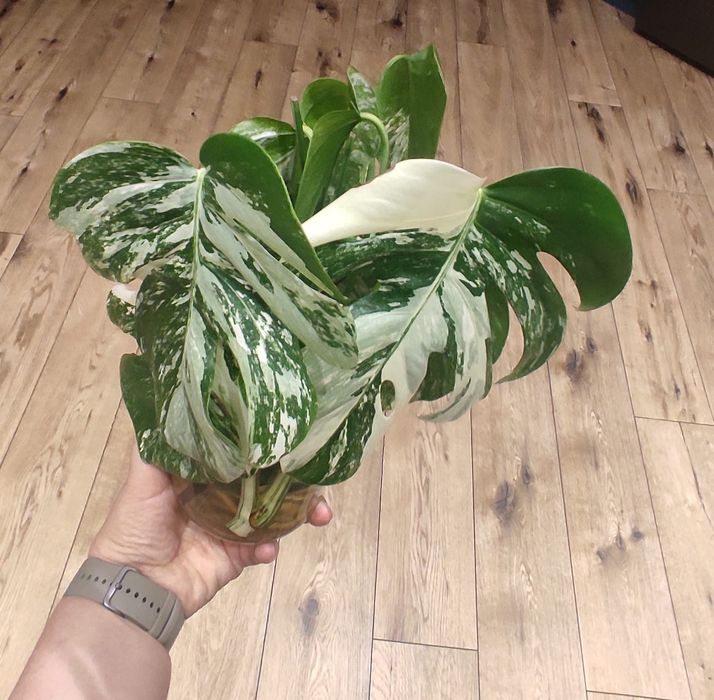 Monstera, philodendron, epipremnum