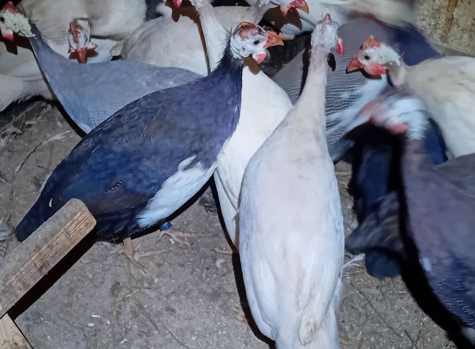 Jaja lęgowe perliczek perlików