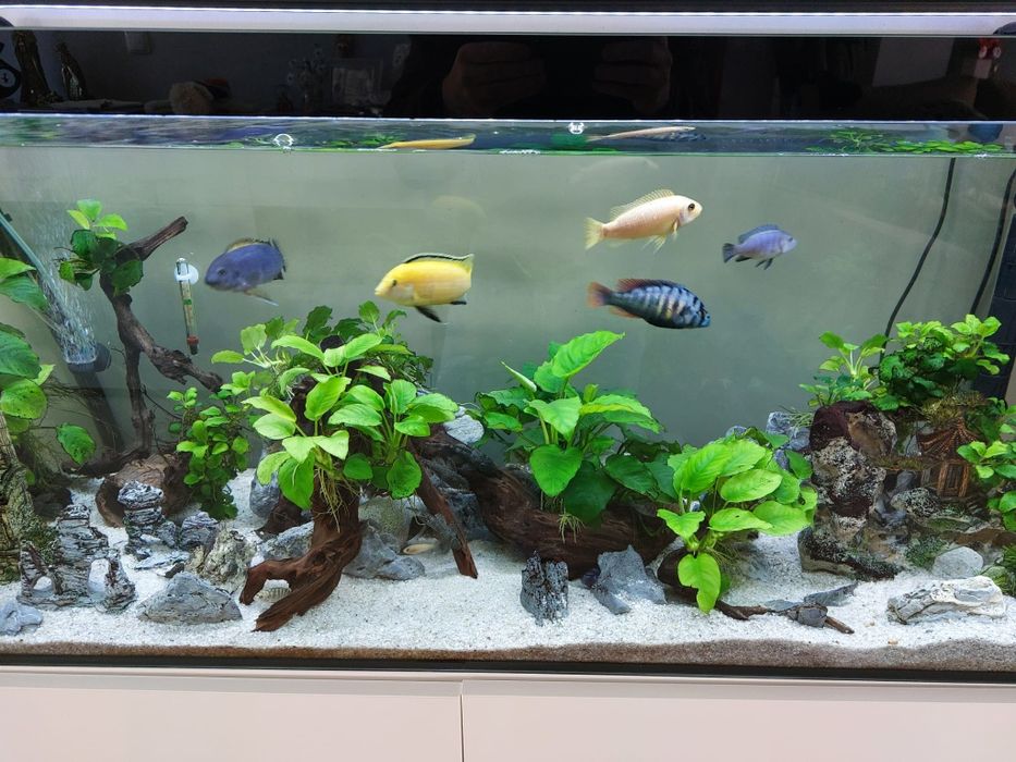 Vendo aquário e móvel