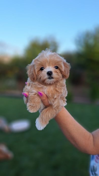 Мальтипу f 1 девочки и мальчики