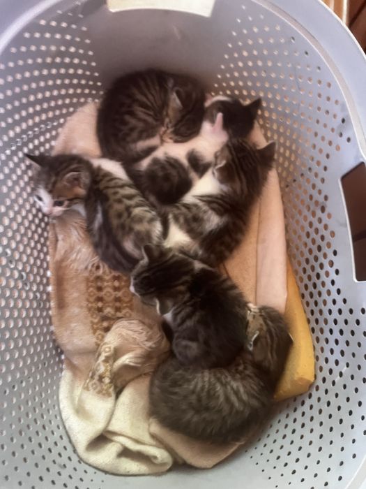 Oddam kotki w dobre ręce