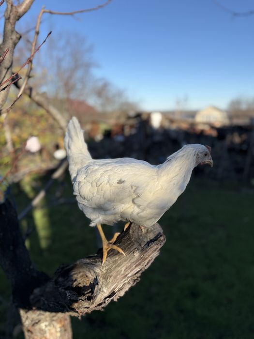 Сенди браун леггорн куры