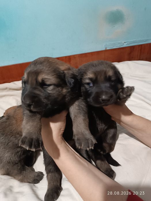Віддам цуценя безкоштовно