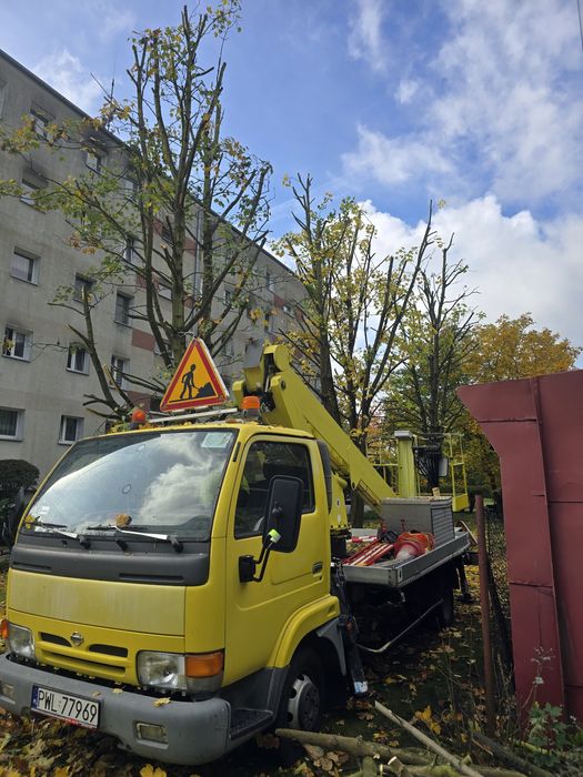 Wycinki drzew oraz pracę ogrodnicze