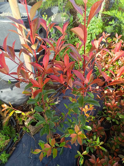 Photinia/ fotinia para jardim