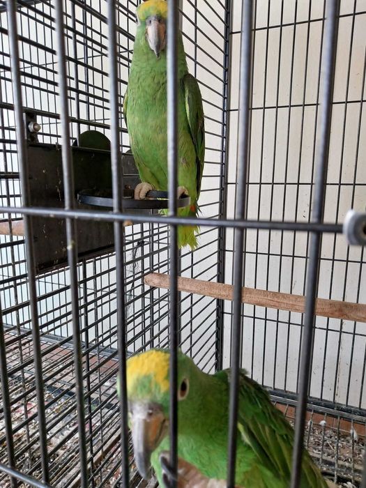 Amazonas Ochrocephala