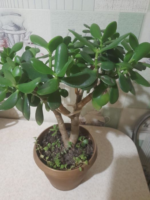 Хавортия , гастерия ...суккуленты, Хлорофитум