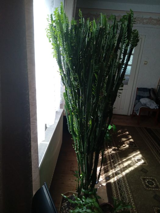 Кактус молочай тригранний