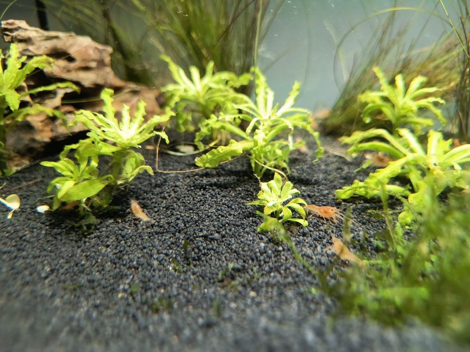 Raczek CPO ( Cambarellus Patzcuarensis Orange)