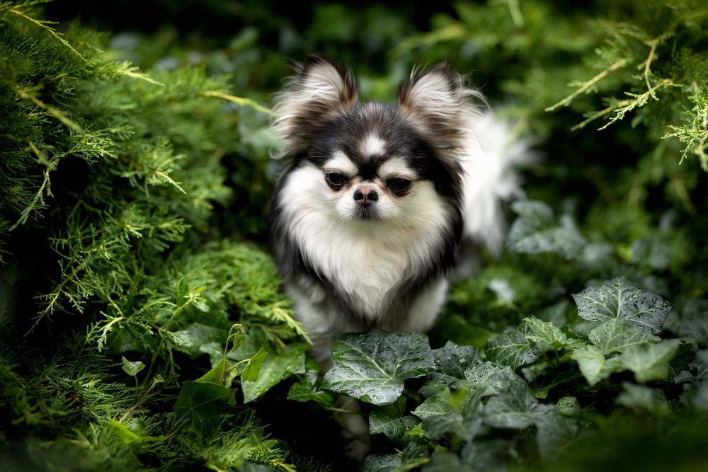 Chihuahua huski samiec