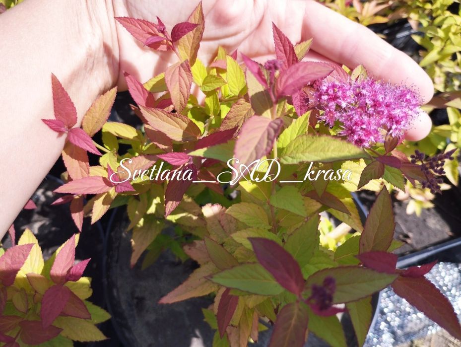 Спірея Голдфлейм, спирея голдфлейм, Gold Flame, ЗКС