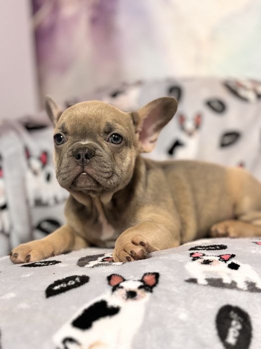 Дівчинка французький бульдог