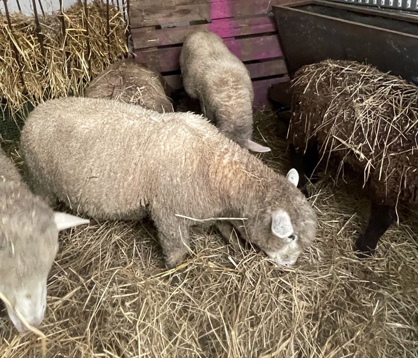 Borregos e borregas p3 e île de france puros / cruzados