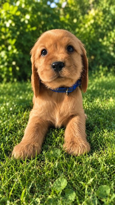 Cocker spaniel angielski