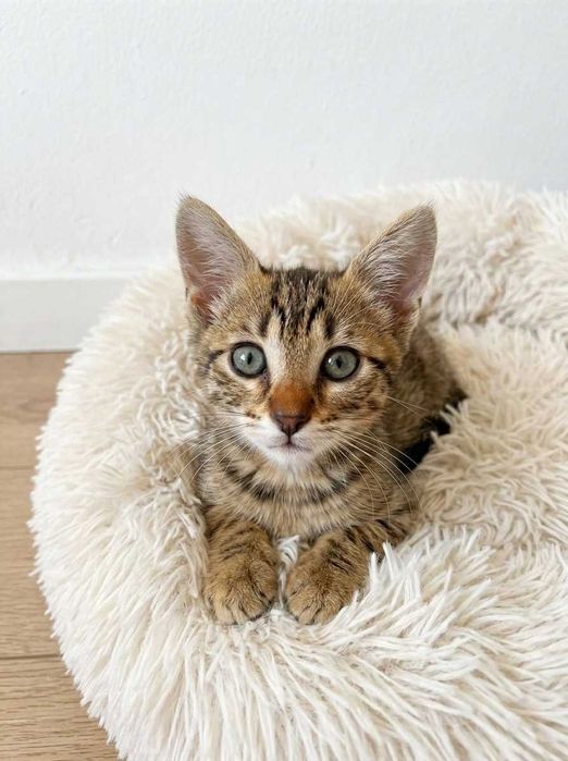 Setúbal e arredores / Margem Sul — DANILO, gatinho para adoção