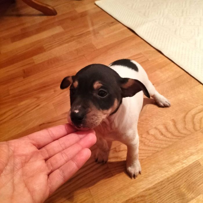 Budeguero macho autêntico  só