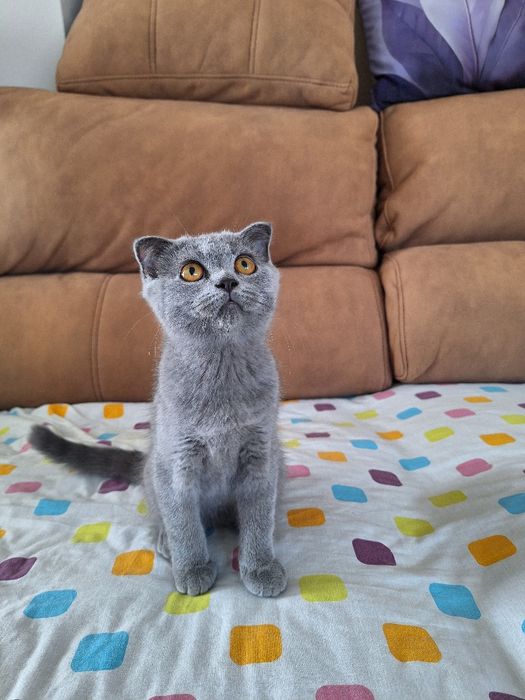 scottish fold fêmea blue