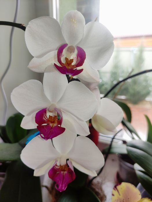 Орхідея Red Eye домашня
