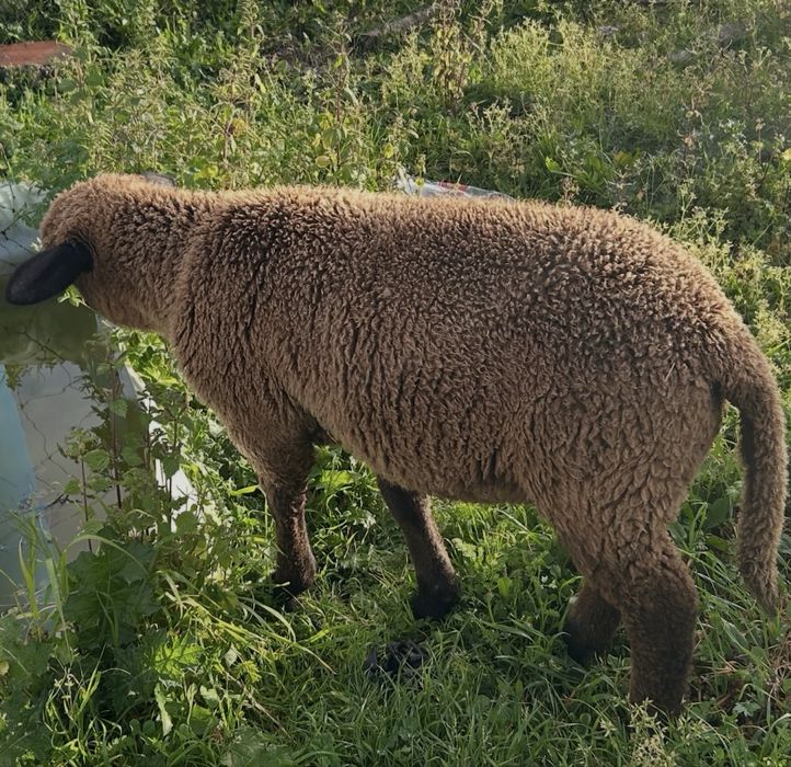 Vendo borrego com 3/4 meses
