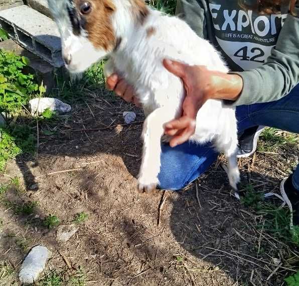 Cabras anãs - Pequeno rebanho