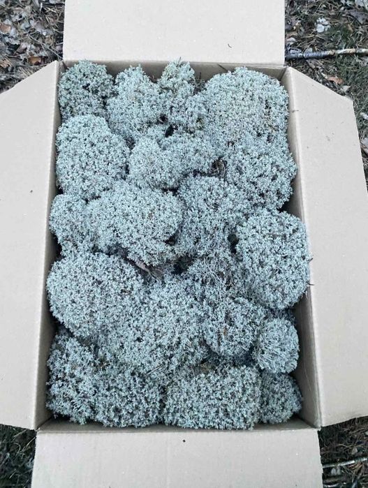 Мох ягель цьогорічний