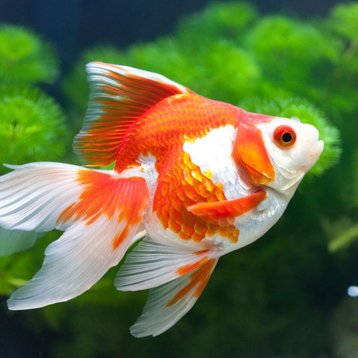 Kinguios orandas riukings e telescopios