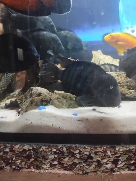 Pielegnice zebra 6 sztuk