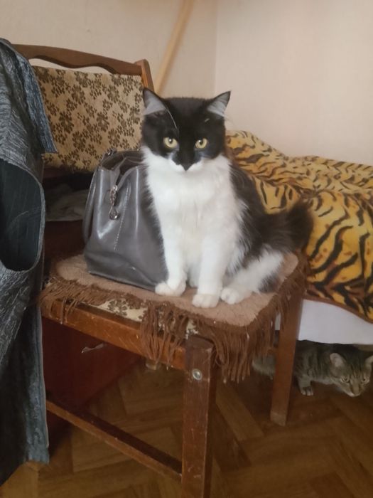 Киця. Стерилізована! 10 міс.