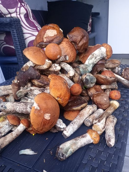Grzyby świeże suszone mrożone