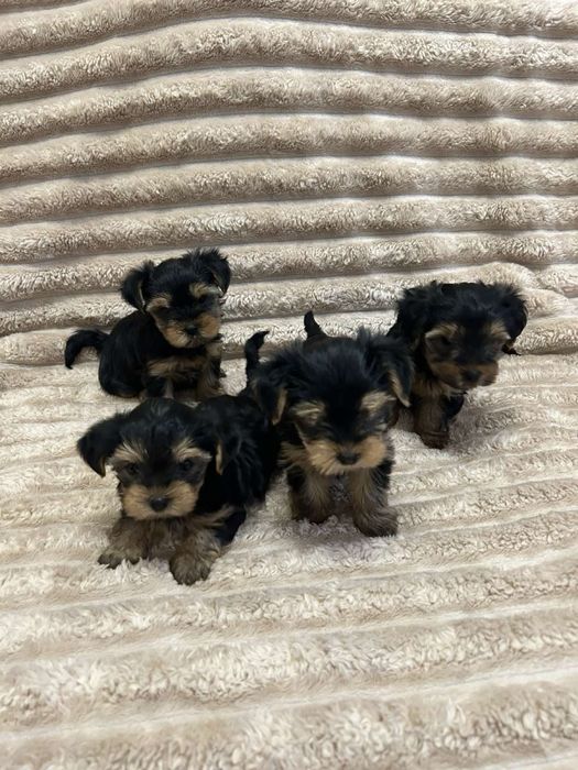 Цуценята йоркширський терʼєра
