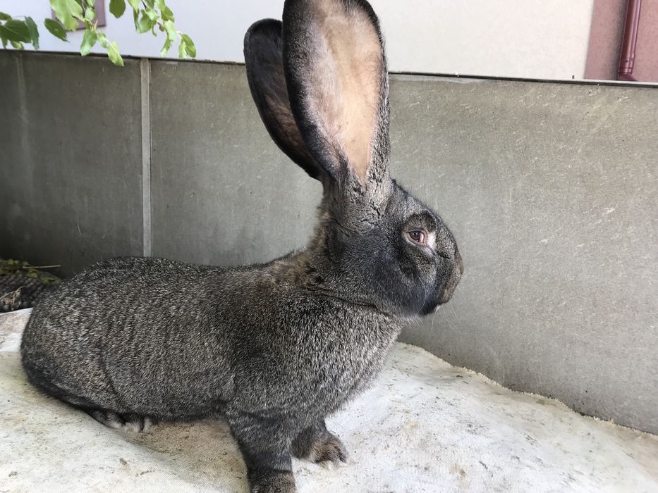 Кролики породи фландр.