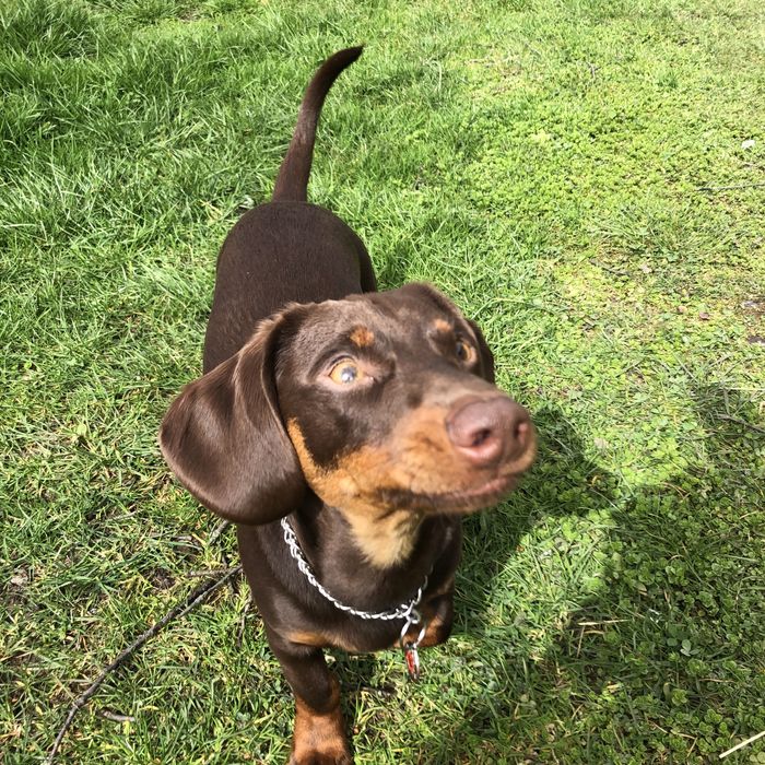 Шоколадний красунчик такса шукає подружку