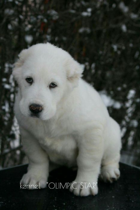 Щенки среднеазиатской овчарки, сао ,питомник алабаев