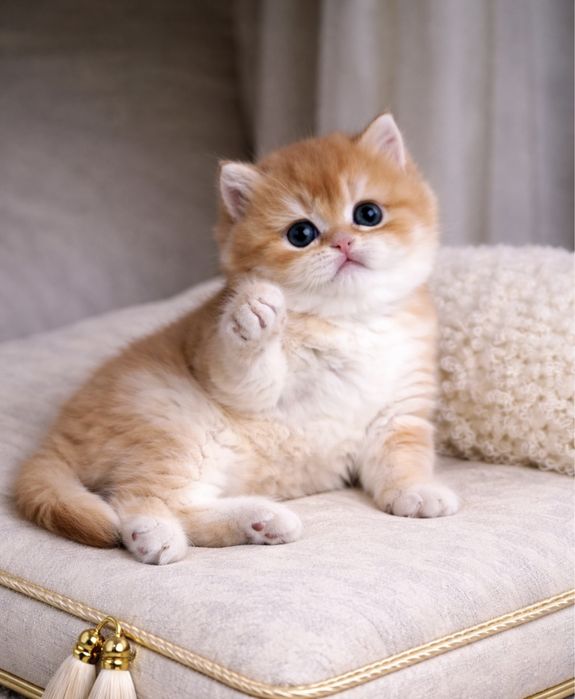 Золота шиншила британська котики та кошенята