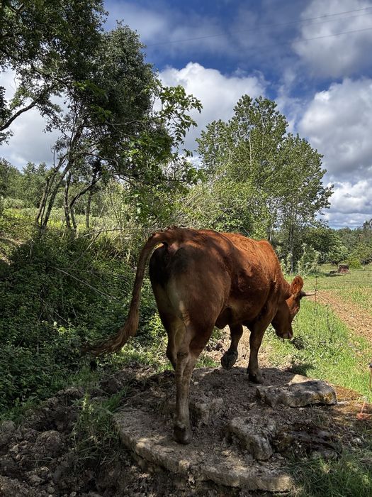 Vendo lote 5 vacas