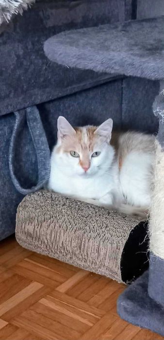 Piękna Fionka szuka domku