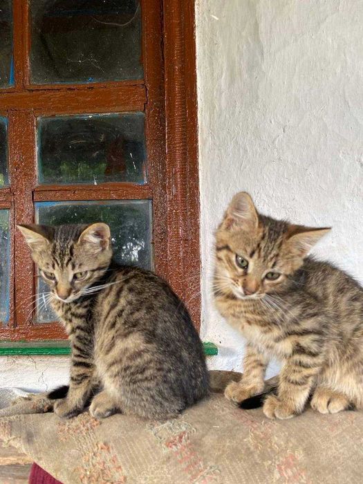 Віддаємо кошеня БЕЗКОШТОВНО