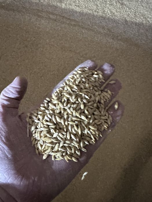 Jęczmień Jary Browarny Lexy