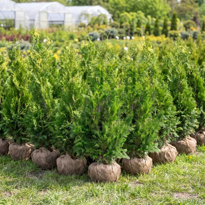 Tuja Brabant 140–200 cm | Dostawa i Sadzenie | Mszczonów