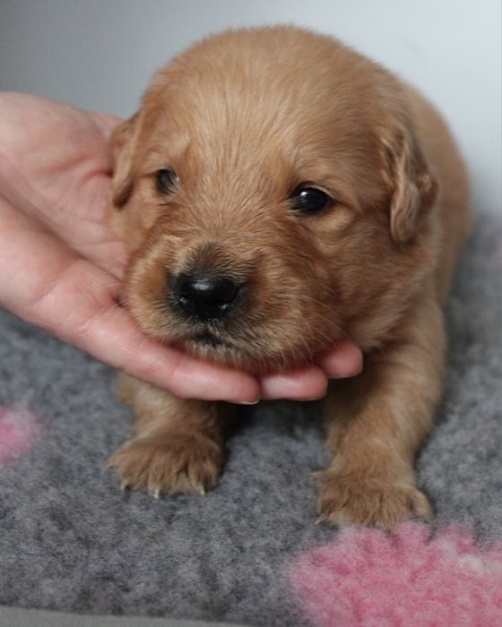 Szczeniak Golden retriever
