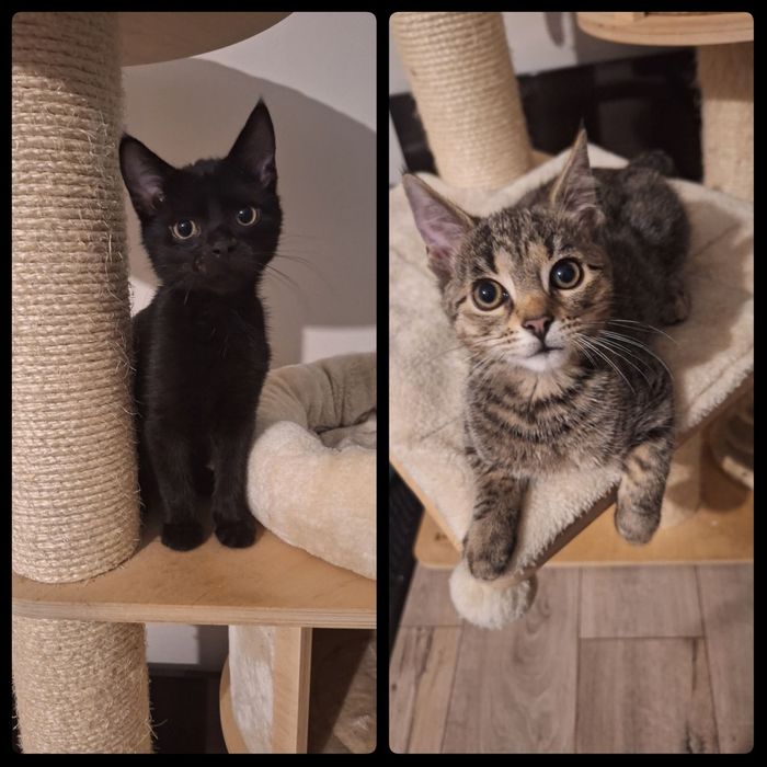 Koci bracia szukają kochającego domu