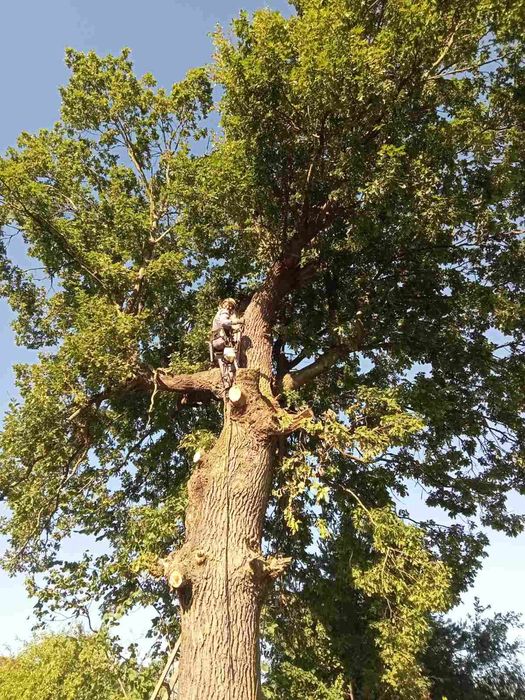 Зрізати аварійне дерево